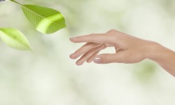 Aliquam erat volutpat